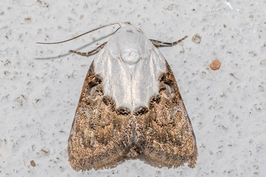 Alcanola obscurata