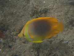 Chaetodon aureofasciatus