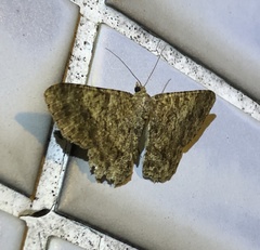 Racotis boarmiaria