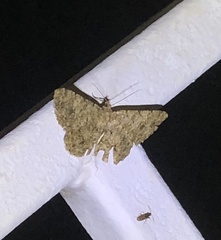 Racotis boarmiaria