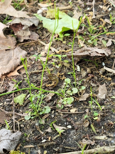 Image of Cardamine parviflora by (c) Zihao Wang, some rights reserved (CC BY)