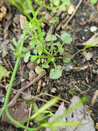Image of Cardamine parviflora by (c) Zihao Wang, some rights reserved (CC BY)