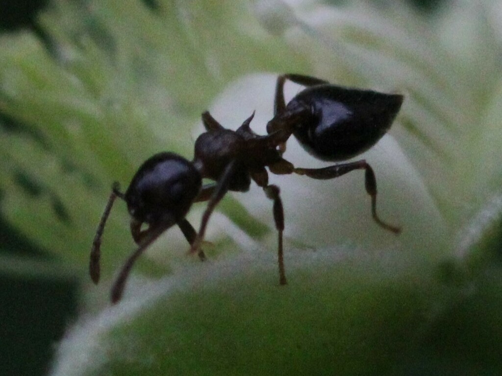 What Are Acrobat Ants