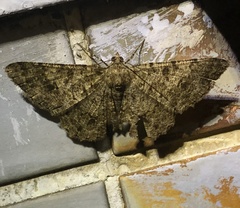 Racotis boarmiaria