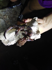 Coleonyx