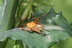 Backobourkia brouni