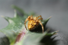 Backobourkia brouni