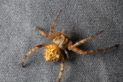 Backobourkia brouni