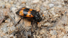 Nicrophorus quadripunctatus