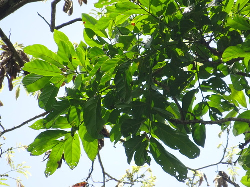 African grape