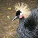 Black Crowned Crane - Photo (c) Postdlf, some rights reserved (CC BY-SA)