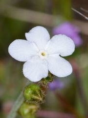 Plagiobothrys nothofulvus