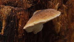 Amylocystis lapponica