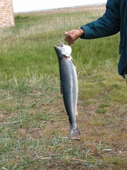Salvelinus malma