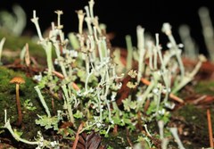 Cladonia concinna