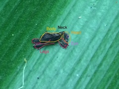 Stephanorhynchus lawsoni