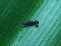 Stephanorhynchus lawsoni