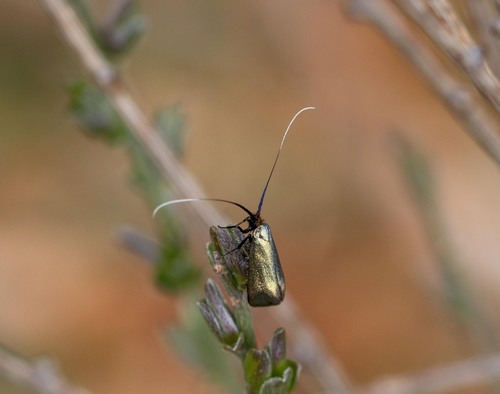 Adela reaumurella