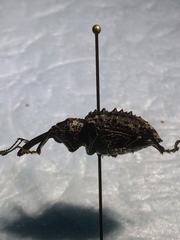 Heilipodus phrynodes