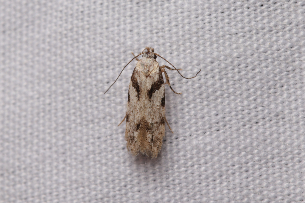 Pseudotelphusa quercinigracella