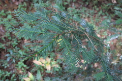 Taxus globosa