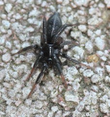 Drassyllus