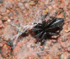 Drassyllus