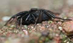 Drassyllus