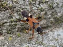 Beosus quadripunctatus