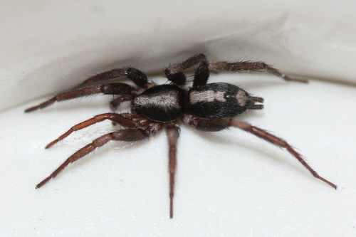 Eastern Parson Spider photo 3
