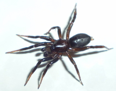 Sosticus insularis