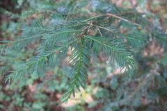Taxus globosa