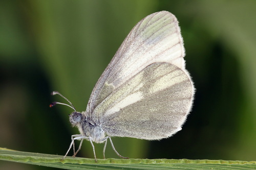 Leptidea sinapis