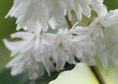 Image of Deutzia crenata by (c) Bruce Slater, some rights reserved (CC BY)