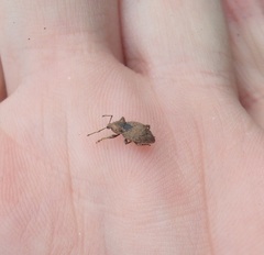 Chalepistes compressus