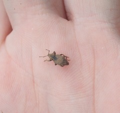 Chalepistes compressus