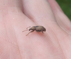 Chalepistes compressus