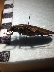 Derobrachus asperatus