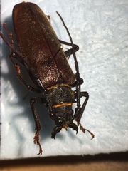 Derobrachus asperatus