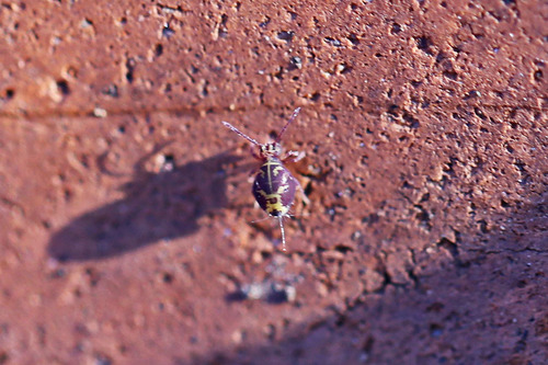 Dicyrtomina ornata
