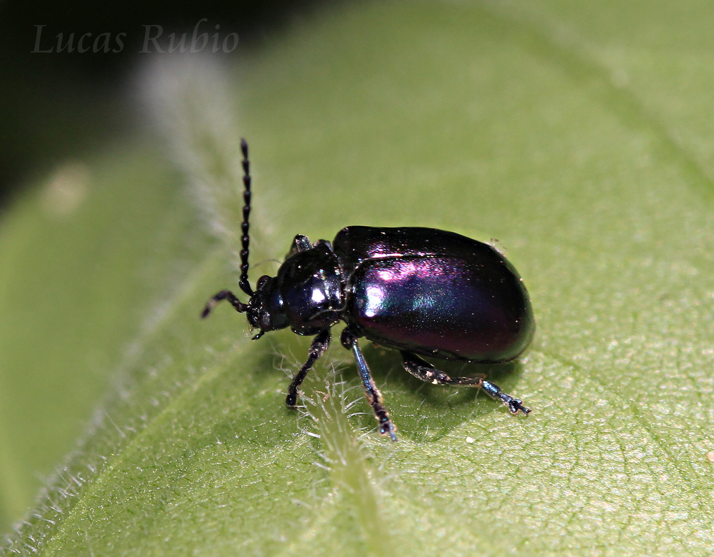 Macrohaltica transversa