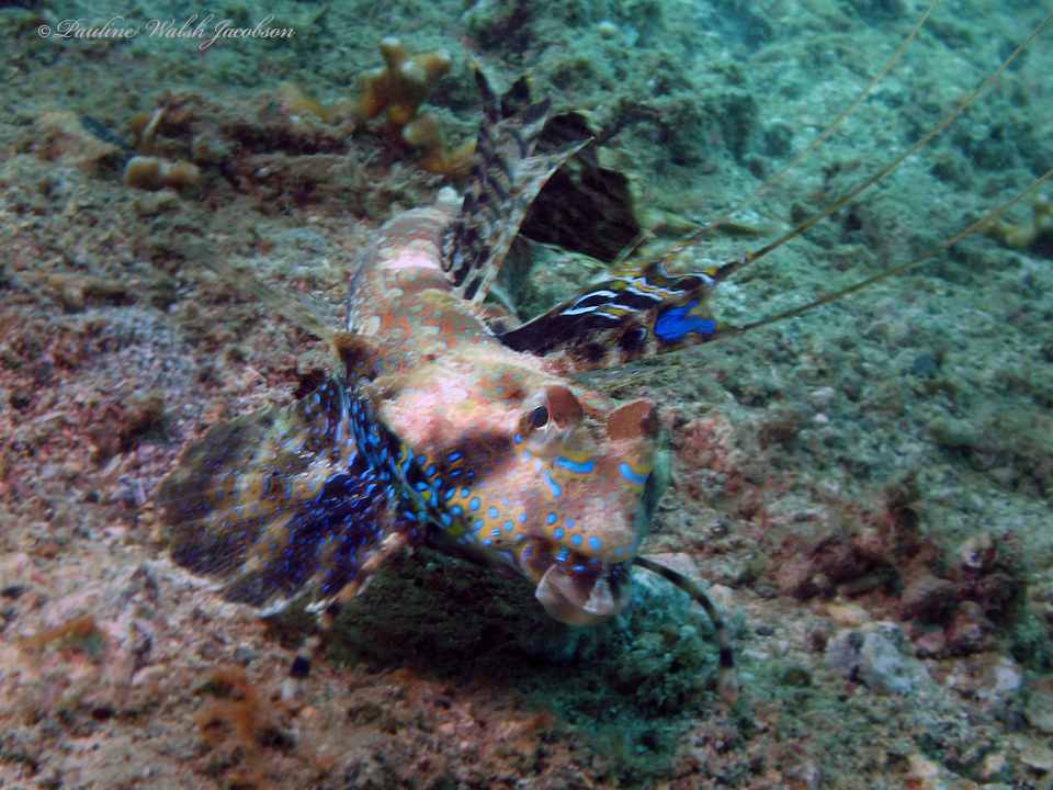 Finger Dragonet