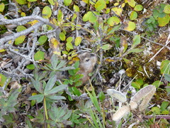 Dicrostonyx groenlandicus