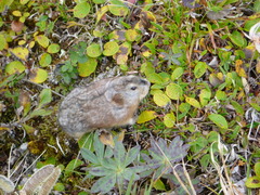 Dicrostonyx groenlandicus