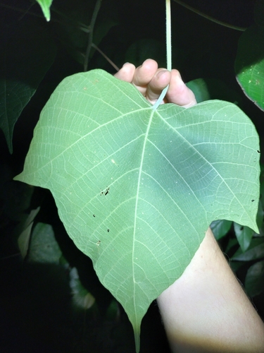 Image of Macaranga involucrata by (c) Matthew Borella, some rights reserved (CC BY)