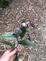 Tradescantia cerinthoides