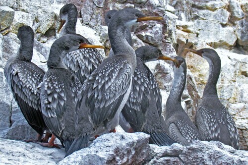 Red-legged Cormorant