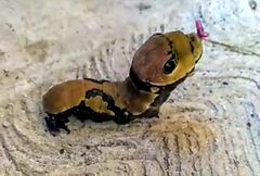 Papilio garamas