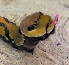 Papilio garamas