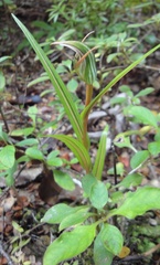 Pterostylis irsoniana